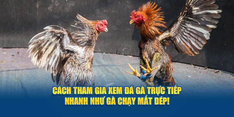 cach-tham-gia-xem-da-ga-truc-tiep-nhanh-nhu-ga-chay-mat-dep