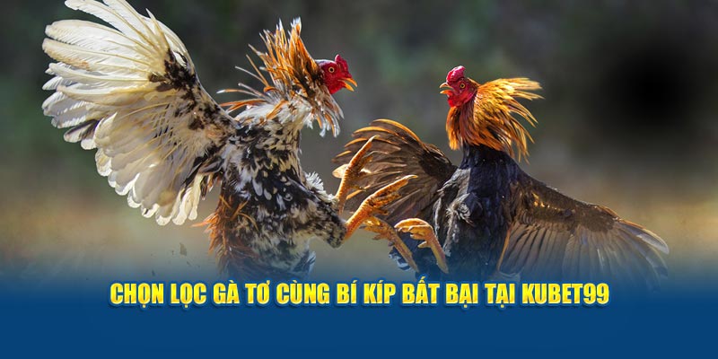 chon-loc-ga-to-cung-bi-kip-bat-bai-tai-hubet