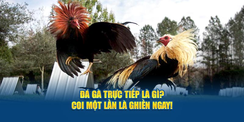 da-ga-truc-tiep-la-gi-coi-mot-lan-la-ghien-ngay