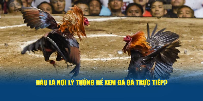 dau-la-noi-ly-tuong-de-xem-da-ga-truc-tiep