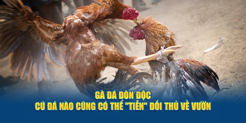 ga-da-don-doc-cu-da-nao-cung-co-the-tien-doi-thu-ve-vuon