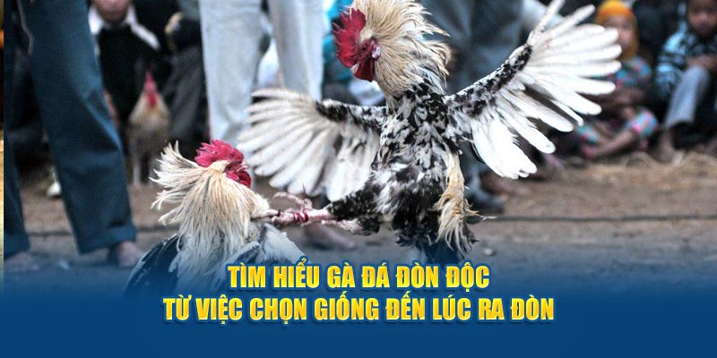 tim-hieu-ga-da-don-doc-tu-viec-chon-giong-den-luc-ra-don