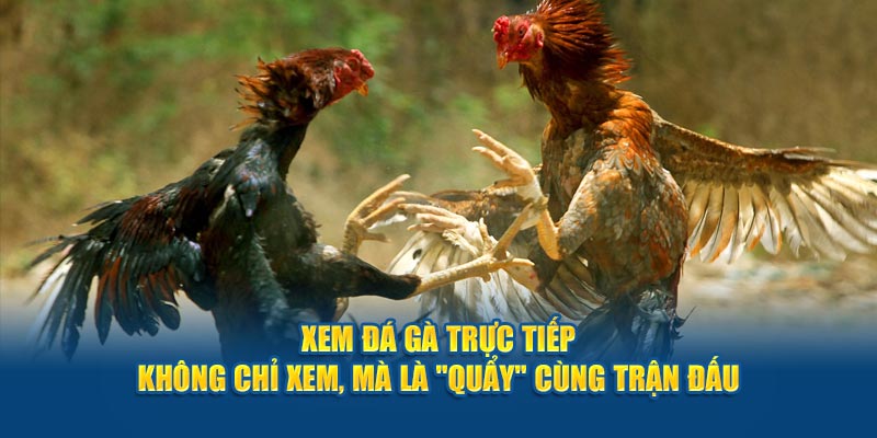 xem-da-ga-truc-tiep-khong-chi-xem-ma-la-quay-cung-tran-dau