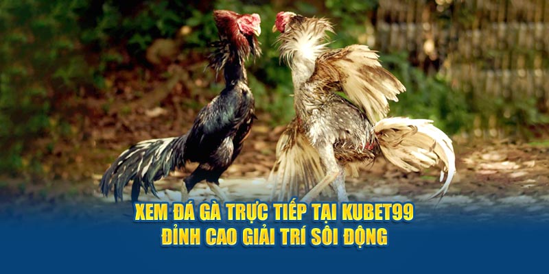 xem-da-ga-truc-tiep-tai-hubet-dinh-cao-giai-tri-soi-dong